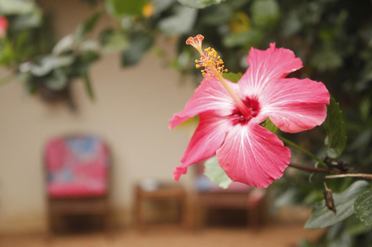 Vida Tropical Bed and Breakfast Αλαχουέλα Εξωτερικό φωτογραφία